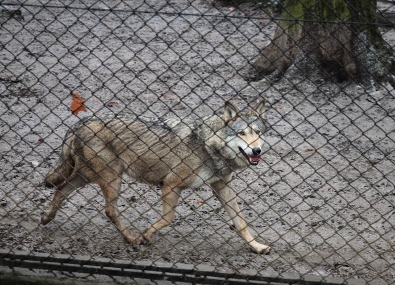 Kraków: zima w krakowskim zoo [ZDJĘCIA]