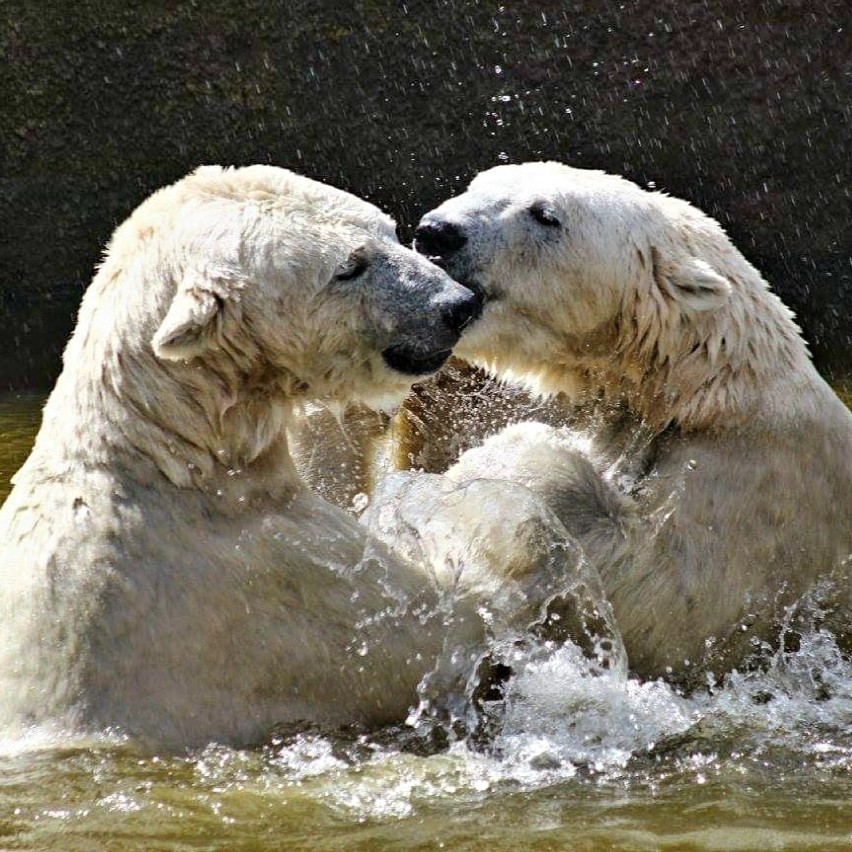 Warszawskie niedźwiedzie polarne kontra upały. Klimatyzacja i setki kilogramów kostek lodu dziennie