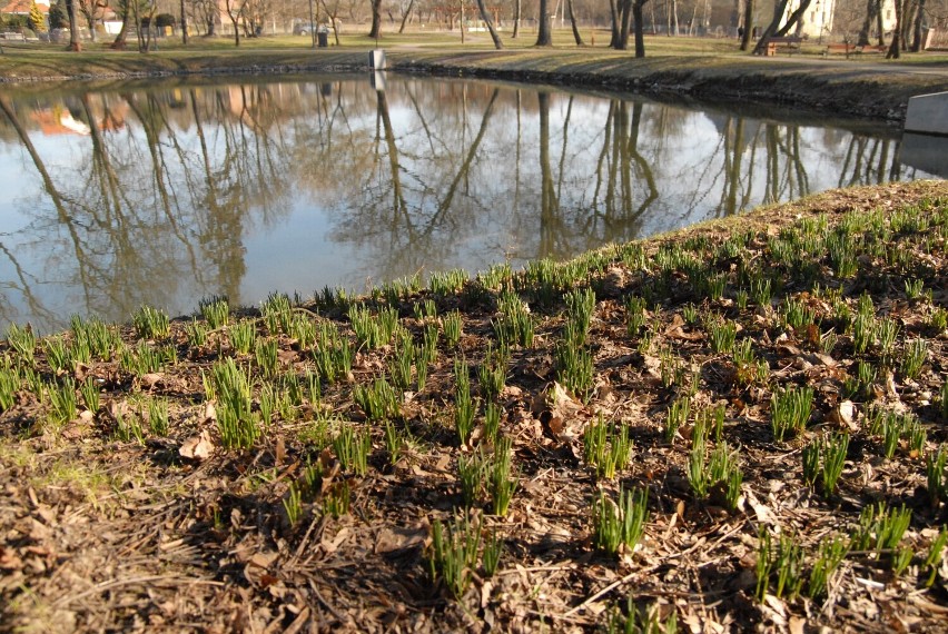 Kwitną krokusy, wiosennie w parku Belzackim. Sokolnicy płoszyli gawrony - ZDJĘCIA