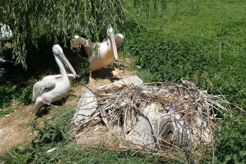 Pelikany w opolskim ogrodzie żyją w dużym otwartym wybiegu.
