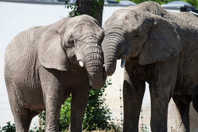 Zoo Warszawa