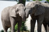 Zoo Warszawa. Ponad 12 tysięcy zwierząt w stołecznym ogrodzie zoologicznym 