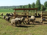 Jaworzno: Owce wyjdą „skosić" trawę już w maju