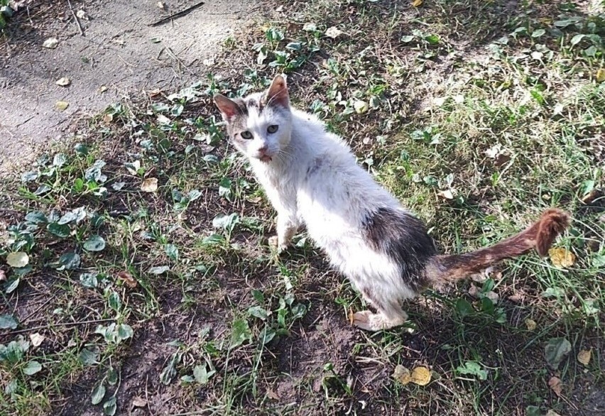 W jednym z mieszkań na terenie Limanowej zagłodzono kota