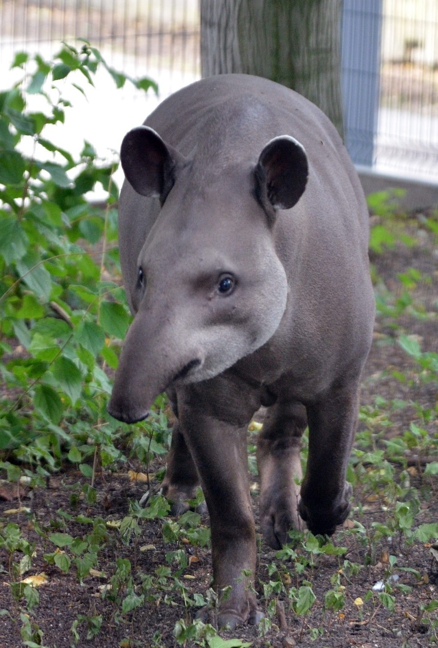 Pawilon Ameryki Południowej w zoo w Łodzi