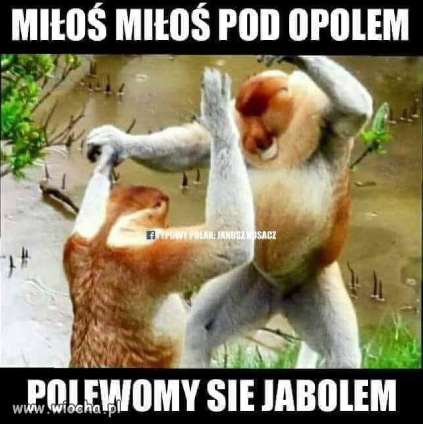 Oto najśmieszniejsze memy o Opolu.