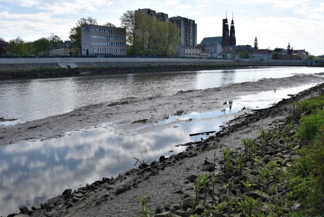 Niski poziom Odry w Opolu. Opadająca rzeka odsłania pozostałości po dawnej infrastrukturze oraz to, co ludzie do niej wrzucają. Nadbrzeżna roślinność cierpi z powodu braku wody.