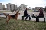 Kraków: cztery nowe wybiegi dla psów do końca roku