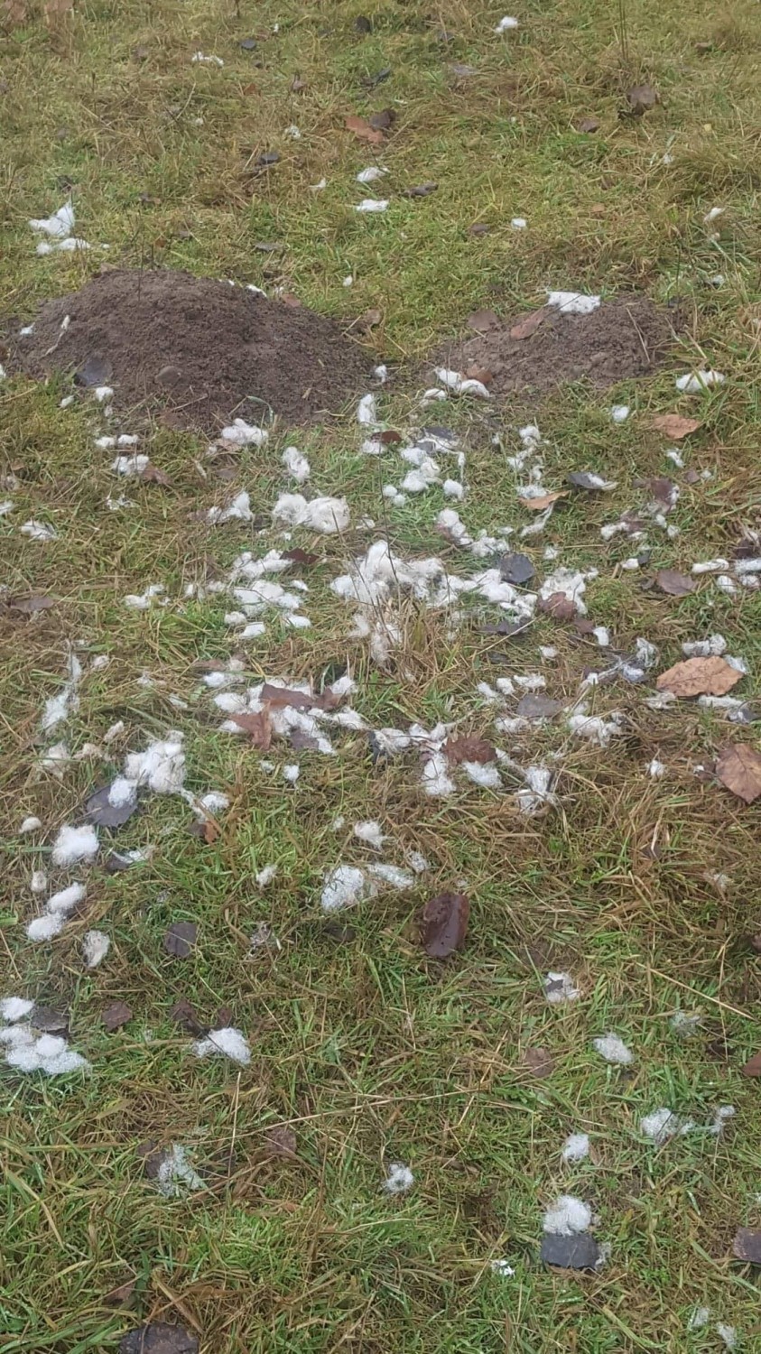 Atak wilków na stado owiec w Cieminie koło Bornego Sulinowa. W biały dzień [drastyczne zdjęcia]