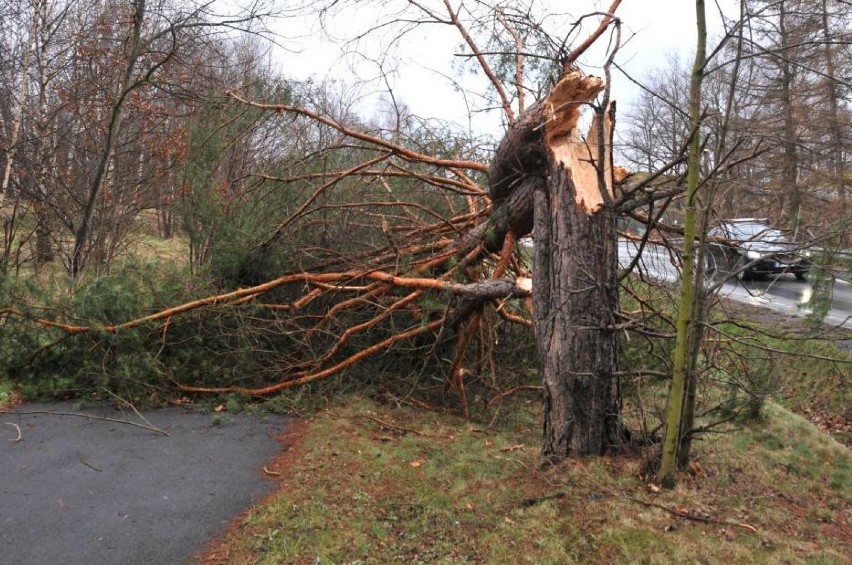 Powalone drzewa, uszkodzone linie... dziś powtórka? IMGW ostrzega przed silnymi wiatrami