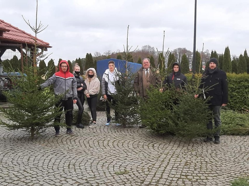 Wolsztyn: Honorowi krwiodawcy otrzymali świąteczne drzewka od Nadleśnictwa