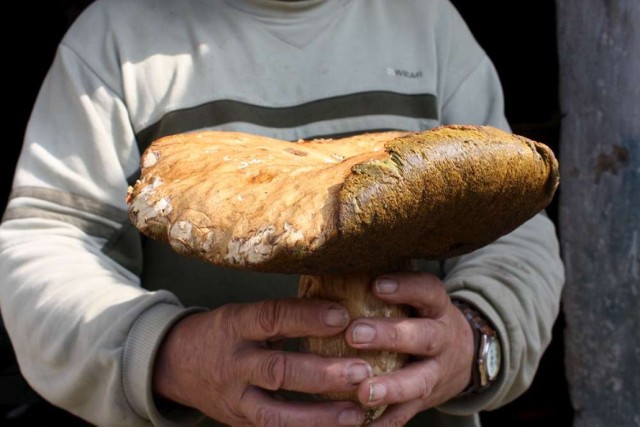 Grzyby w powiecie chodzieskim: Wielki okaz grzybiarza z Oleśnicy [FOTO]