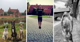 Gdzie w Malborku zrobić najładniejsze zdjęcie? Te lokalizacje królują na Instagramie!