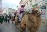 Żywy wielbłąd na ulicach Piaseczna? To możliwe już wkrótce. Mieszkańcy muszą zagłosować