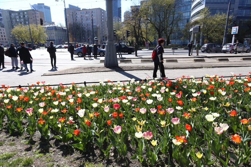 Zielona Warszawa. Ponad pół miliona nowych kwiatów w stolicy