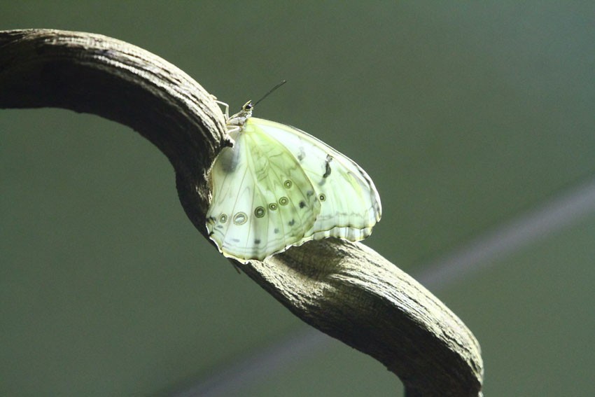 Motylarnia w łódzkim Ogrodzie Zoologicznym zaprasza...