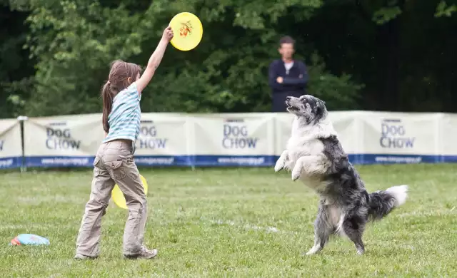 „Latające Psy” to seria imprez, podczas których psy prezentują akrobatyczne umiejętności. Na zawodach motywem przewodnim jest zabawa z plastikowym dyskiem (frisbee), a kluczową konkurencją - freestyle, czyli pokazy w stylu wolnym. Wydarzenie odbędzie się w najbliższy weekend (1 i 2 września). Dodatkowo będzie można skorzystać z bezpłatnych porad lekarzy weterynarii oraz obejrzeć pokazy udzielania psom pierwszej pomocy. Szczegóły w artykule poniżej.