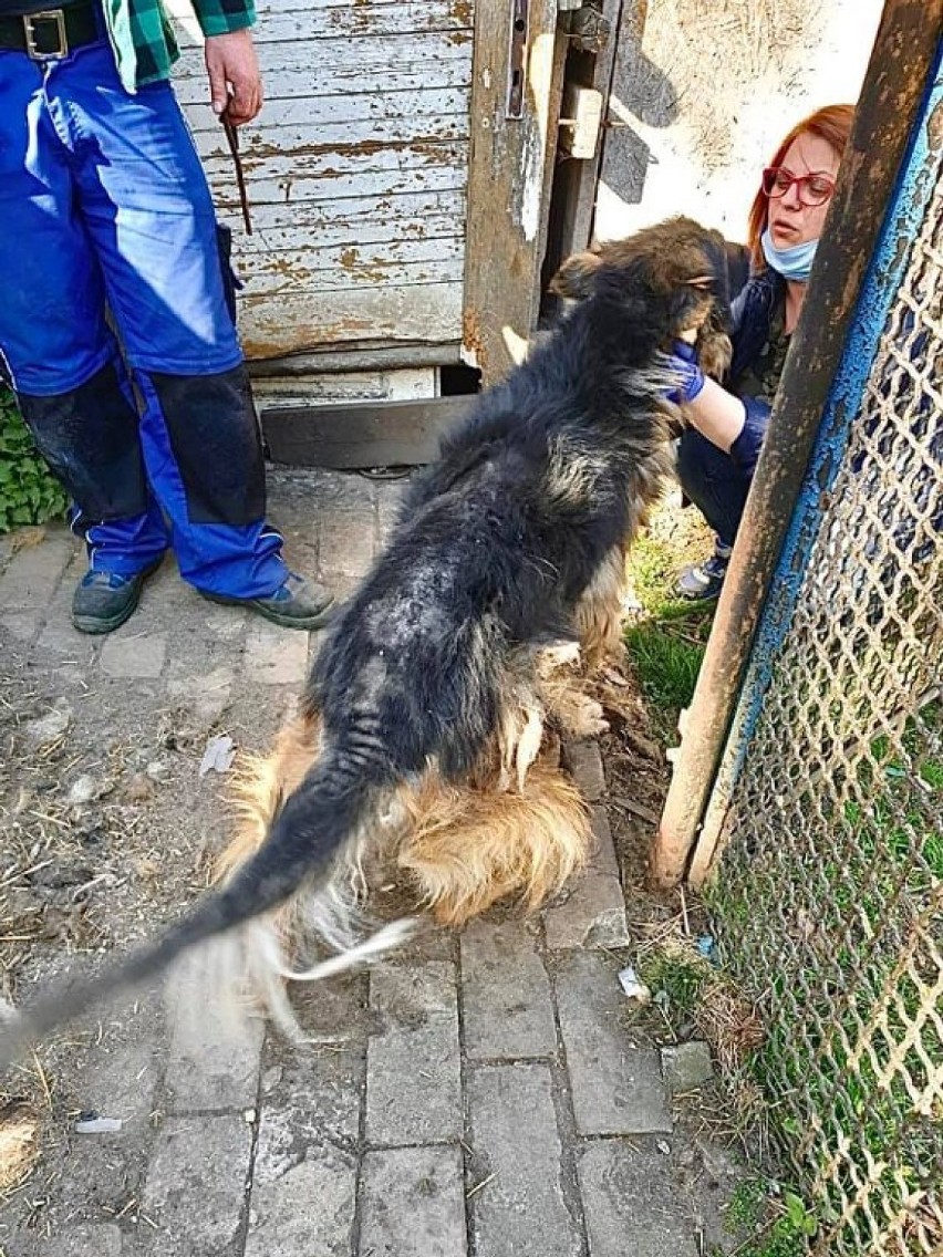 Interwencja w Kamieniu Górowskim