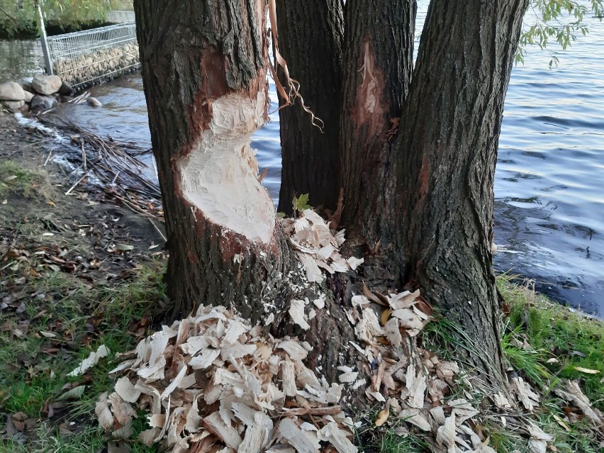 Bobry buszują w parku w Szczecinku. Tną drzewa nad jeziorem Trzesieckim [zdjęcia]