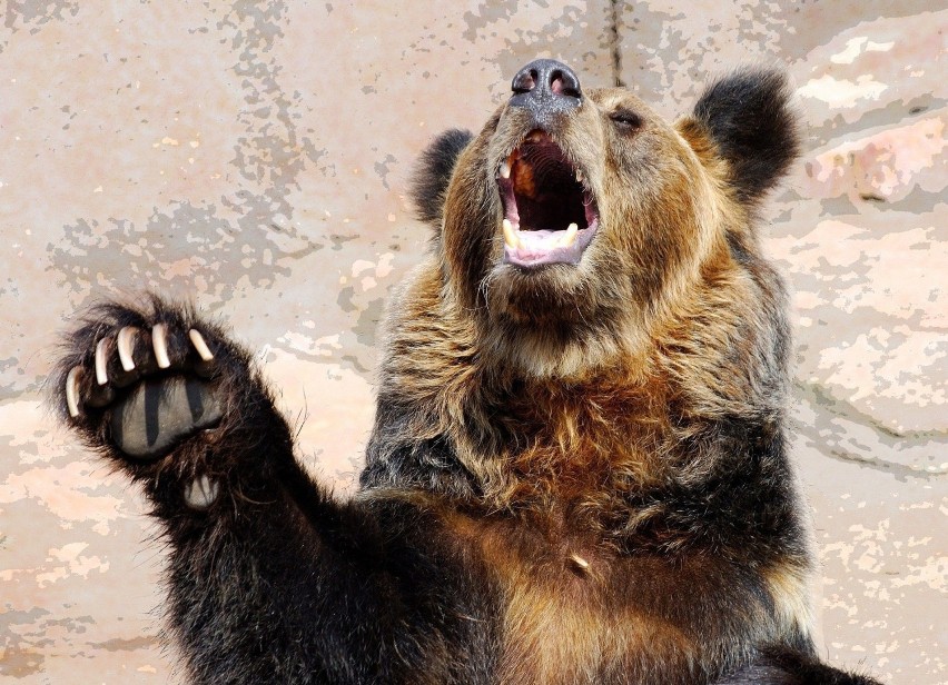 Niedźwiedź nocą odwiedził leśniczówkę w Krzywem i doszczętnie rozebrał przydomową oczyszczalnię ścieków