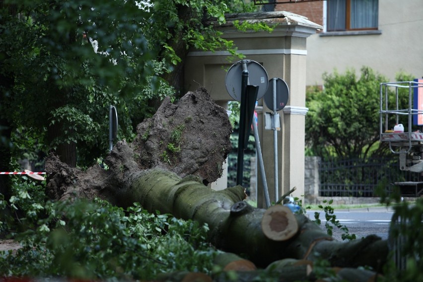 W wolsztyńskim parku przewróciło się drzewo [ZDJĘCIA]