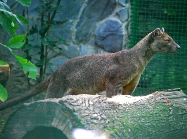 Fossa Ankarana z wrocławskiego zoo ma uwić sobie gniazdko w ...