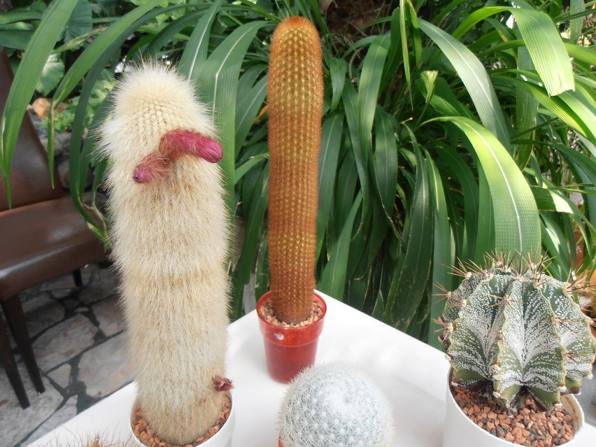Wystawa kaktusów w zielonogórskiej Palmiarni [zdjęcia]