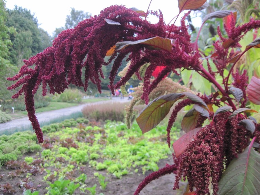 Spacer po Ogrodzie Botanicznym w Lublinie. Te rośliny można jeść? 