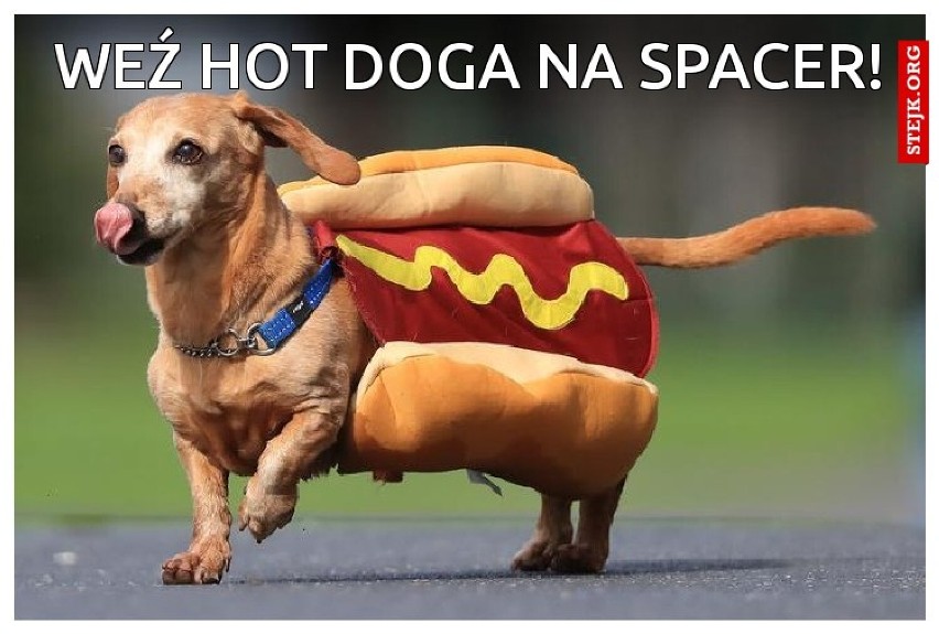 Światowy Dzień Hot Doga. Zobacz najlepsze memy o tym fast foodzie. Ślinka cieknie od samego oglądania 