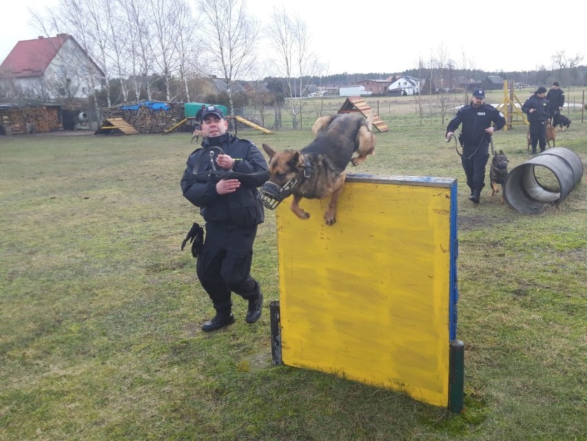Wspólne ćwiczenia policyjnych przewodników psów