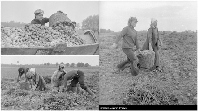 Zbieranie ziemniaków angażowało wiele osób, nie tylko członków rodziny, ale również z sąsiedztwa. To nie była lekka praca. Więcej zdjęć z NAC w galerii!