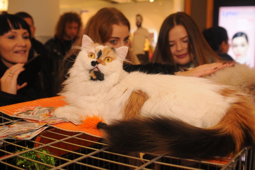 Mieszkańcy Krakowa podziwiali koty rasowe w Galerii Bronowice [ZDJĘCIA]