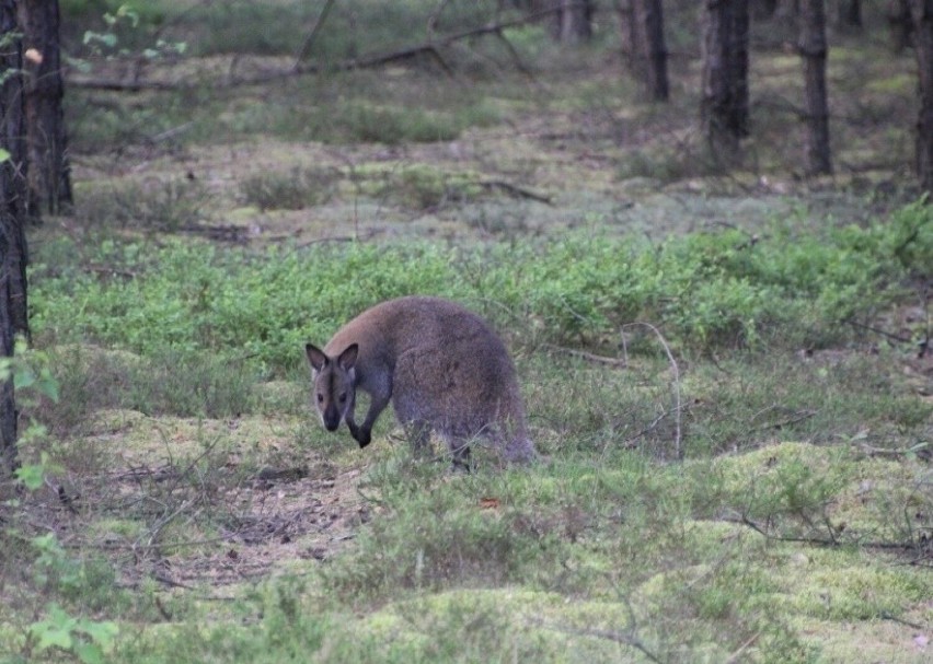 Na zdjęciu kangur, który żył w lasach w powiecie...