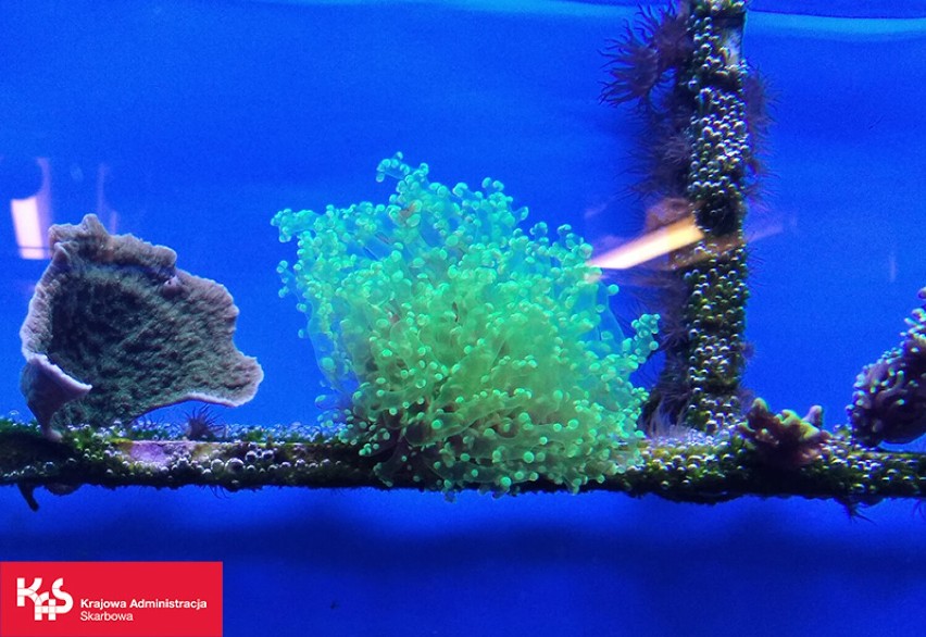 Uratowali 10 żywych koralowców. Okazy znaleziono w jednej z przesyłek z Indonezji. Zwierzęta trafiły do ZOO w Warszawie