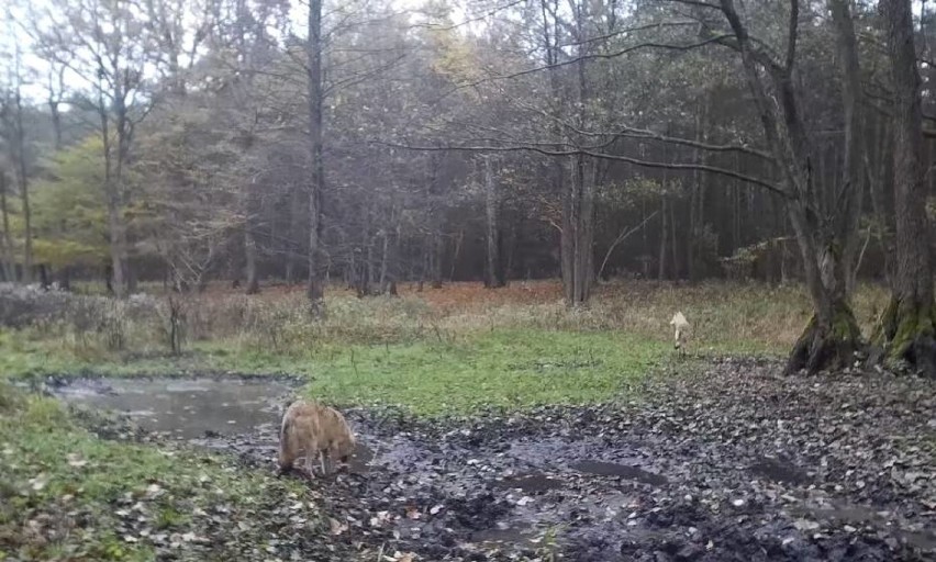 Wataha wilków w powiecie gnieźnieńskim. Nadleśnictwo: nie są zagrożeniem, ale nie wypuszczajcie psów luzem