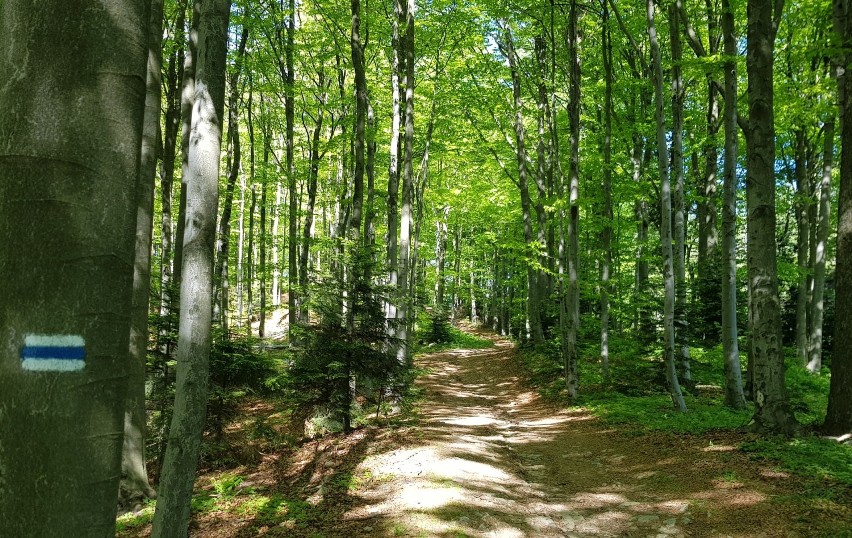 Odkryj Beskid Wyspowy. 7 lipca Sałasz - "wyspa" sercu bliska