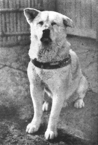 1935 – W Tokio padł pies o imieniu Hachikō, który przez 10...