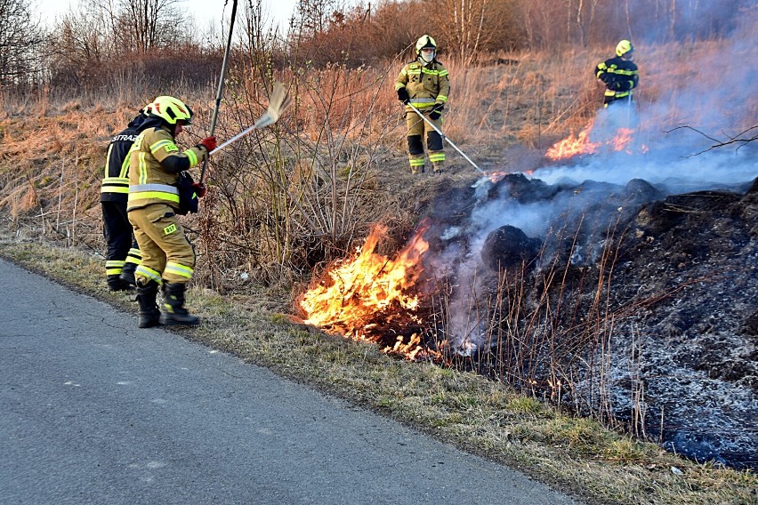 Z płonącymi trawami walczyli strażacy z OSP w Moszczenicy