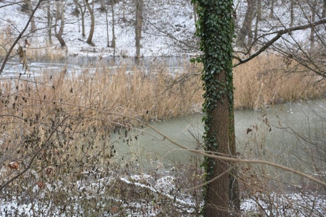 Park Poetów warto odwiedzić o każdej porze. Zimą też jest piękny. Pamiętajmy tylko, by nie dokarmiać ptaków chlebem