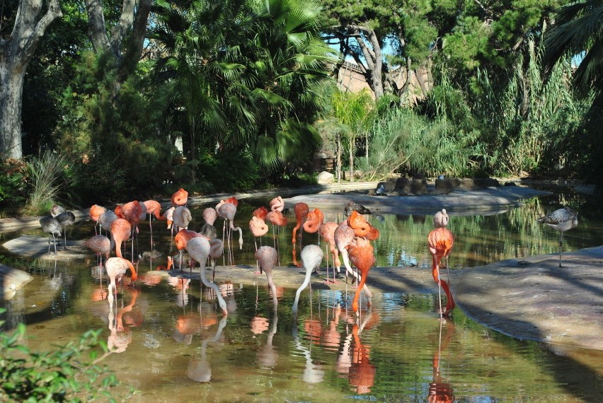 Flamingi ogrodzone są niskim żywopłotem. Nie są jednak...