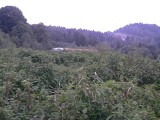 Stronie Śląskie: Plantacja marihuany na wysypisku śmieci