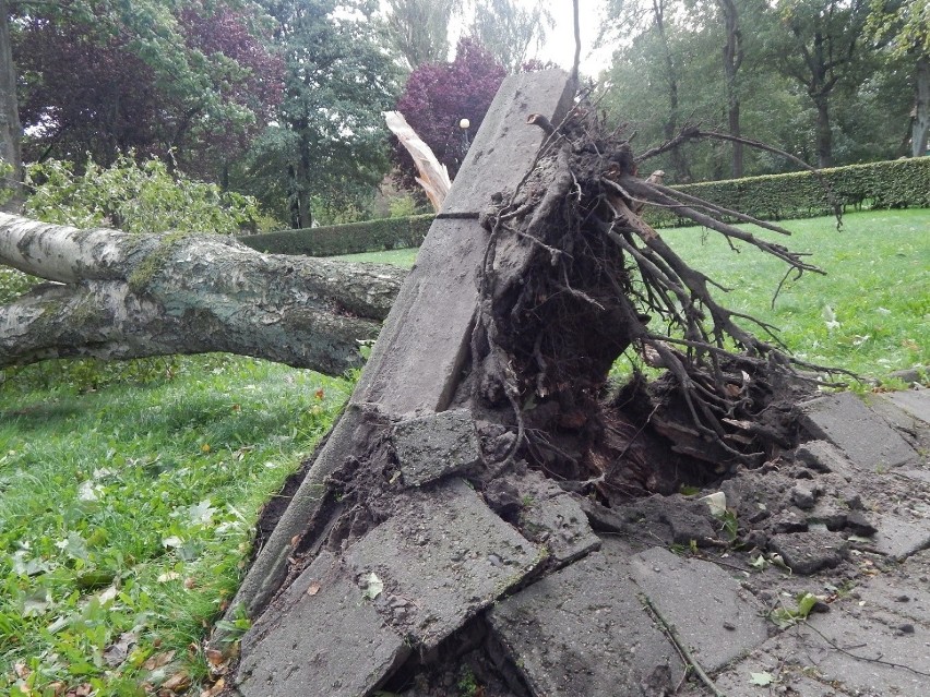 W Ustce wichura nie oszczędzała drzew