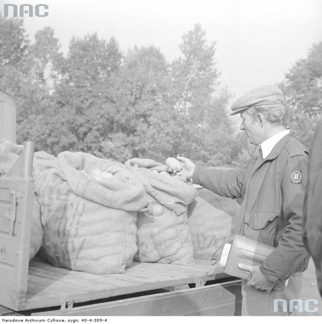 Targ w Piasecznie: Worki z ziemniakami na skrzyni samochodu "Żuk". Widoczny mężczyzna oglądający ziemniaki.
Data wydarzenia: 1982-10