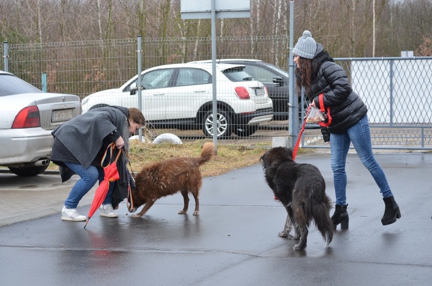 Ruszyła powiatowa zbiórka darów na rzecz Schroniska dla Bezdomnych Zwierząt w Głogowie