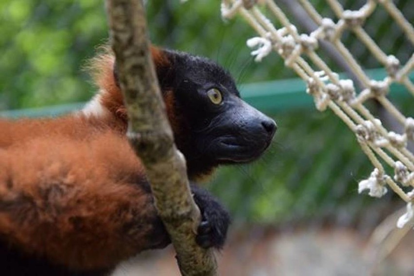 Zoo Poznań: Zobacz trening lemurów w ten weekend! [WIDEO]