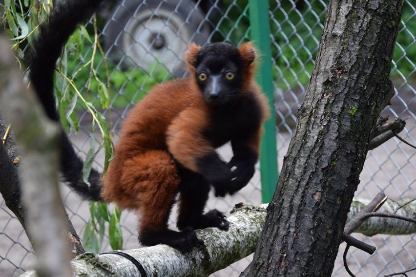Zoo Poznań: Zobacz trening lemurów w ten weekend! [WIDEO]