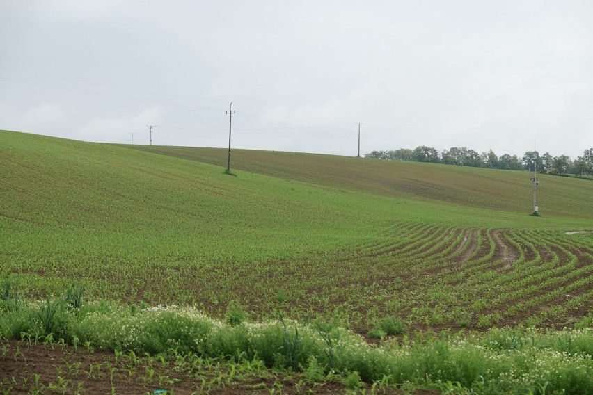 1. ZIELONKI - 6 972 zł