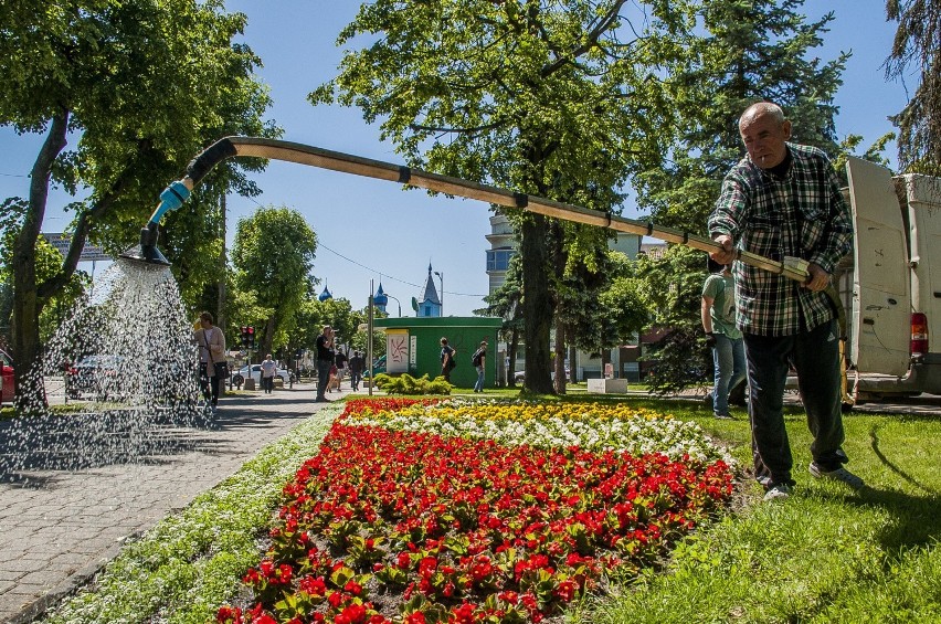 W poprzednich latach w Bielsku Podlaskim kolorowe kwiaty...