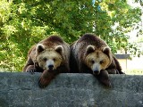 Dzień otwarty. Zobacz zagrożone gatunki zwierząt w zamojskim ZOO