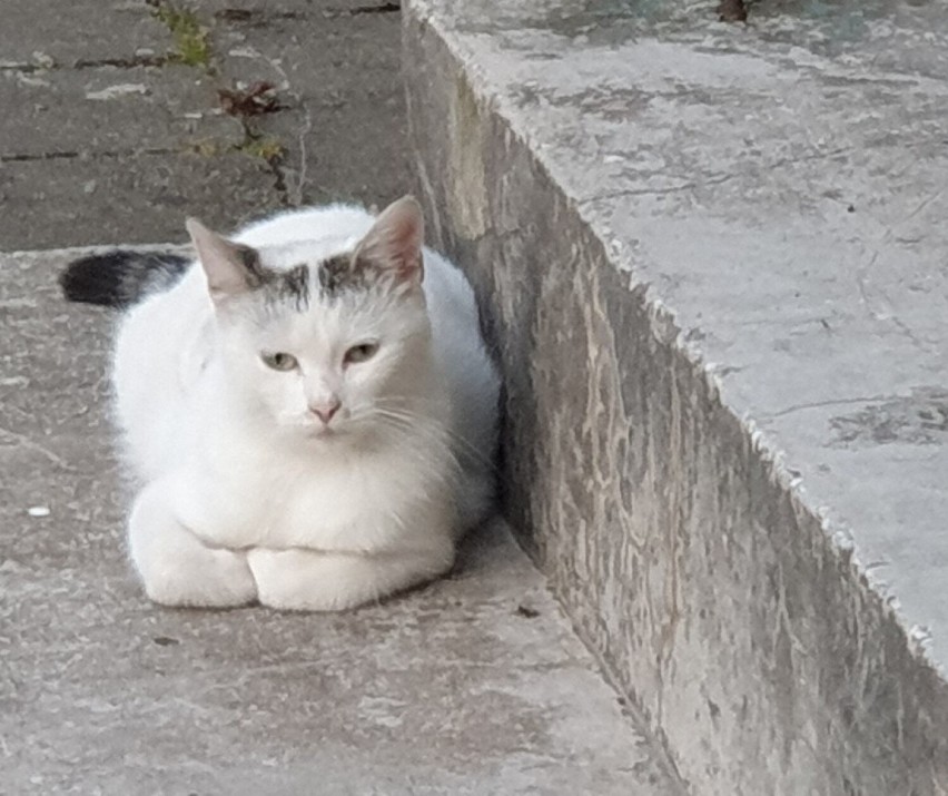 Wiele osób ma nadzieję, że kotka się odnajdzie